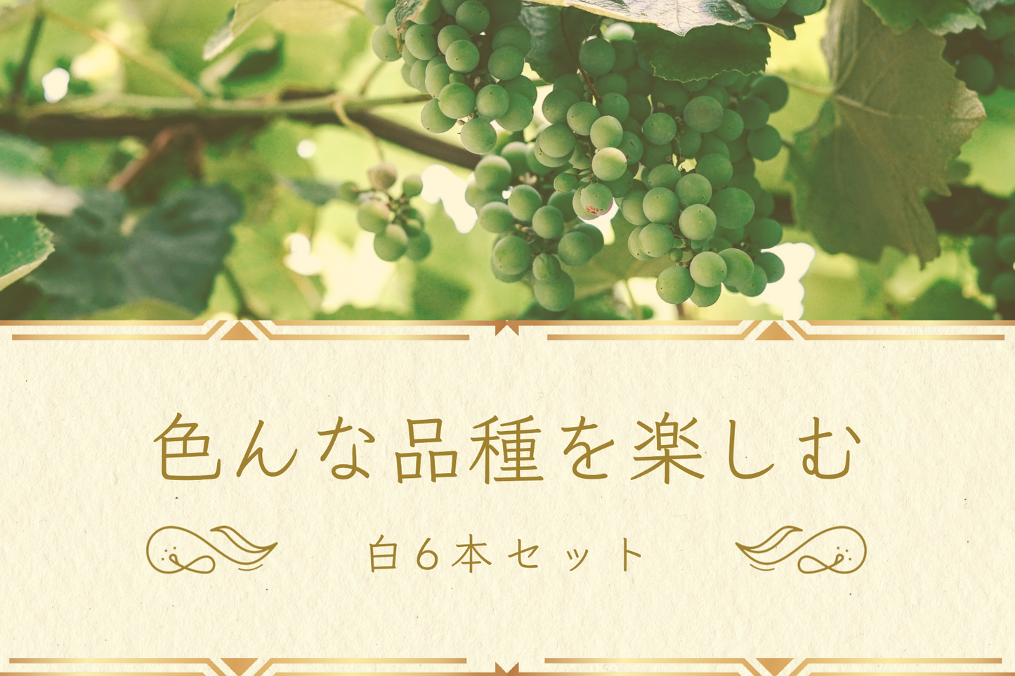 色々な品種を楽しむ白ワイン6本セット